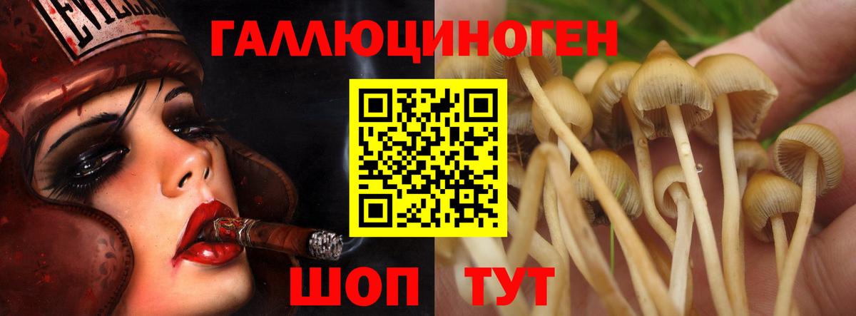 Псилоцибиновые грибы Psilocybe  Вход с VPN  Заринск 
